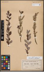 Salix aurita L. x Salix starkeana Willd.